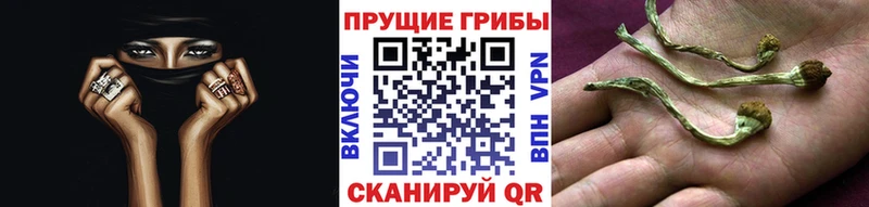 Галлюциногенные грибы Psilocybe Калининград